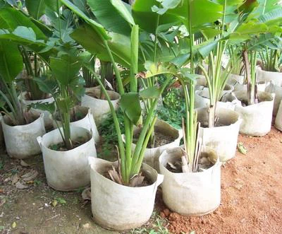 15gallon white fabric grow bag